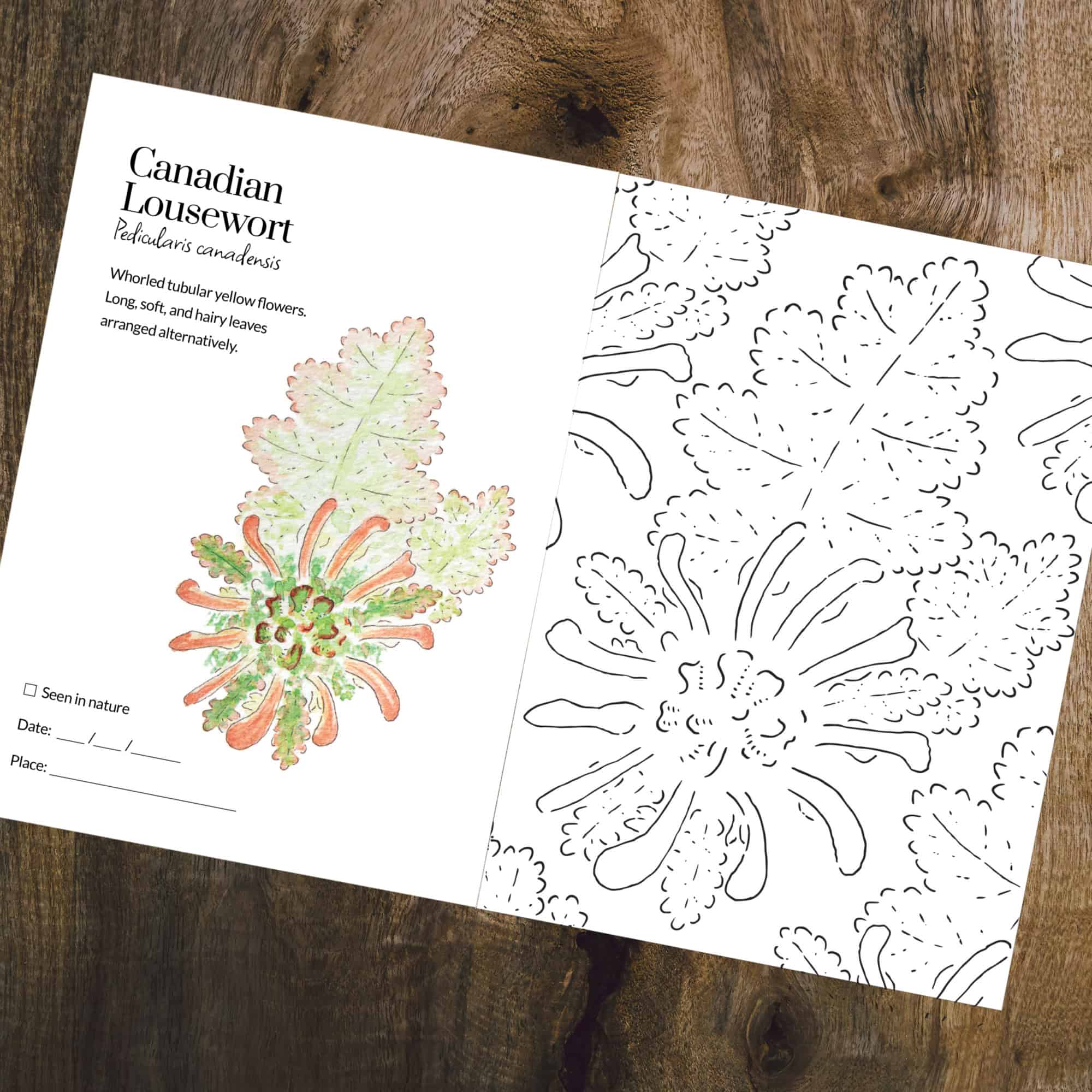 Colouring Book - Flowering Plants of Ojibway - Version 1