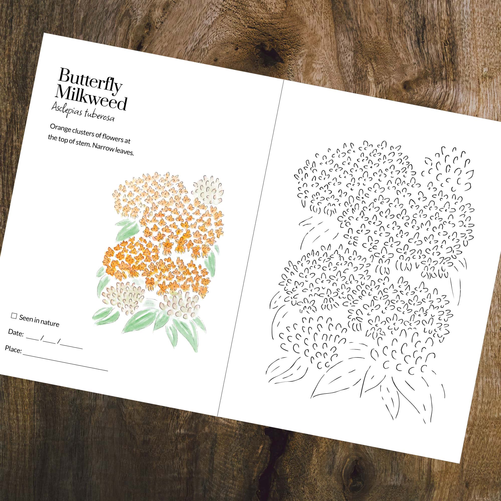 Colouring Book - Flowering Plants of Ojibway - Version 2