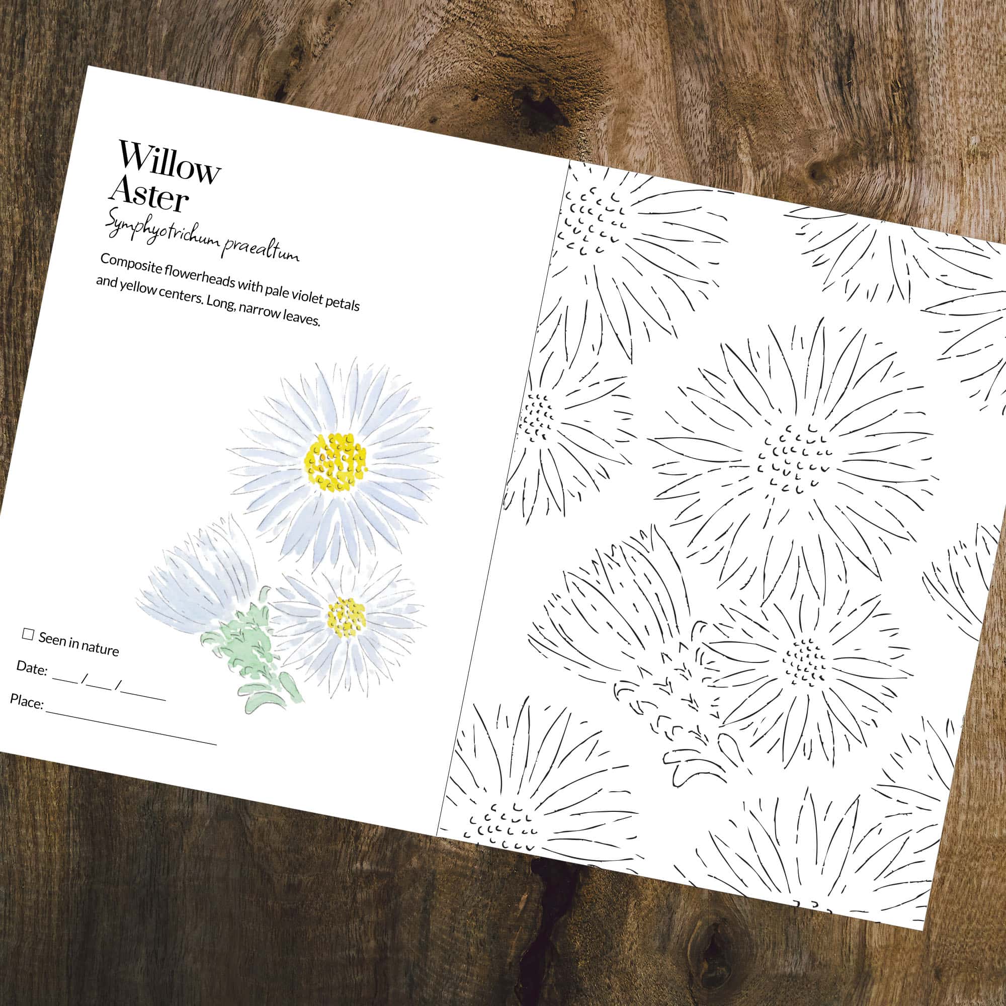 Colouring Book - Flowering Plants of Ojibway - Version 2 - Image 3