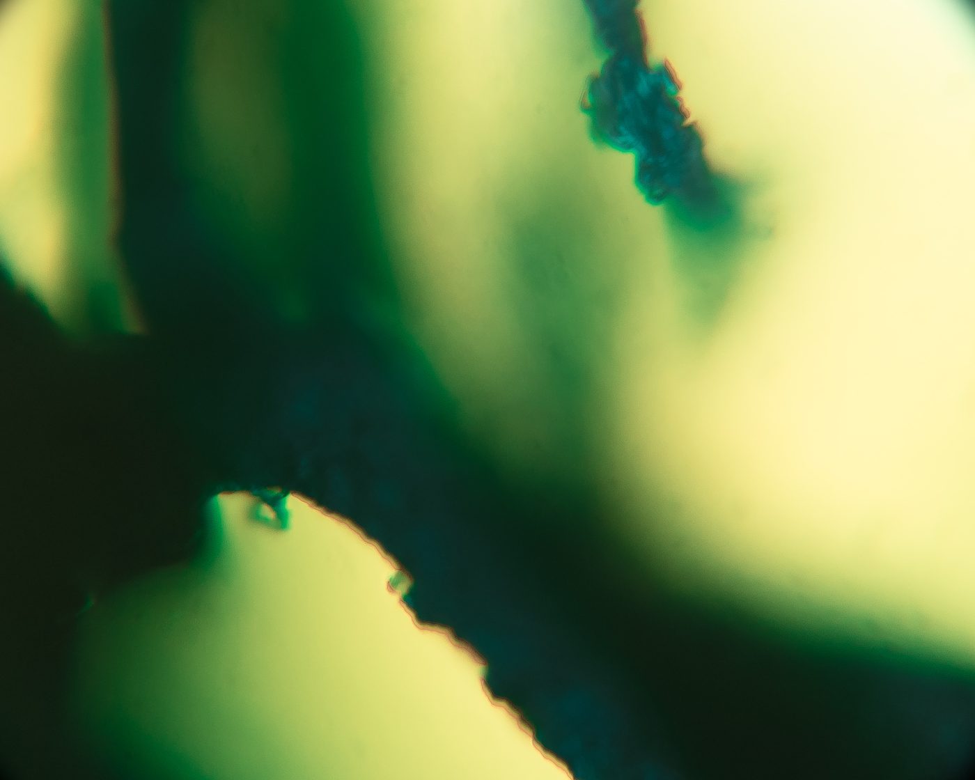 Pigments Under the Microscope (300x), 2023